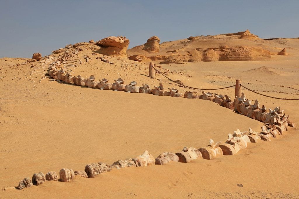 Fayoum Day Trip from Cairo